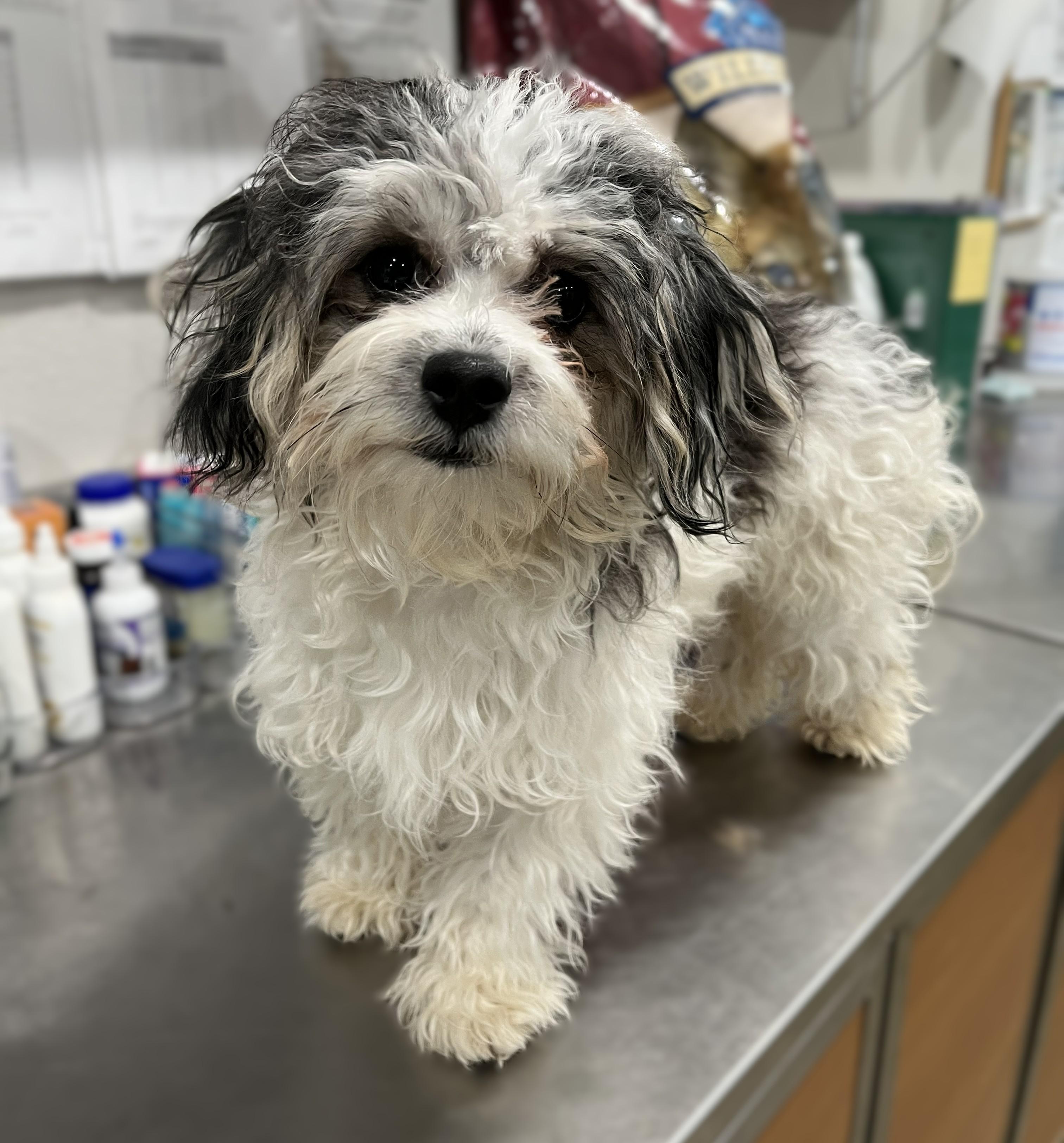Charlie, adopted, Adult Male Shih Tzu.