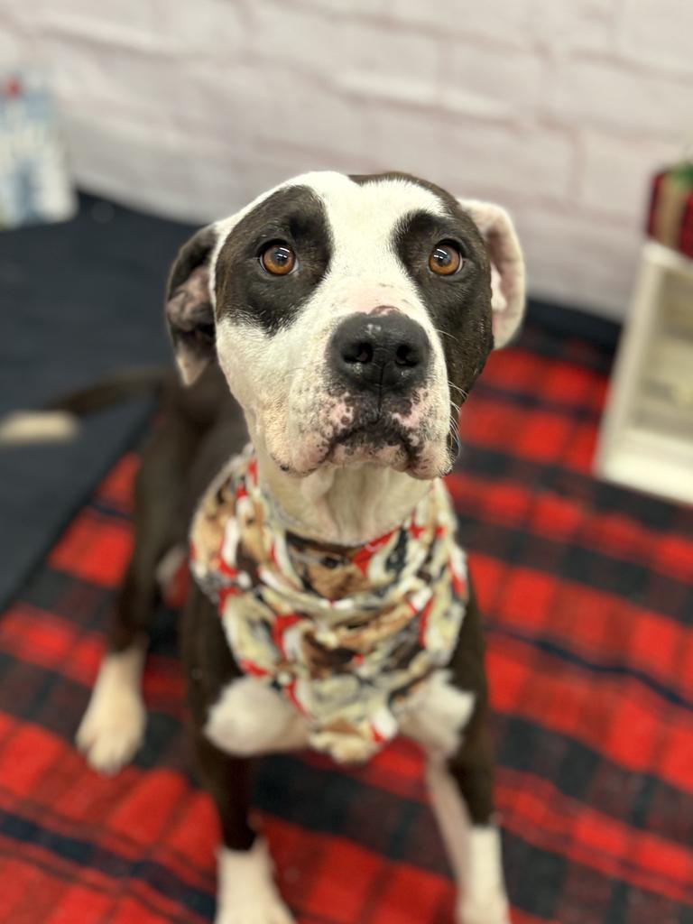 Enlarge Mittens Mczoom, a Adoptable mixed breed in Detroit, MI image 1/1