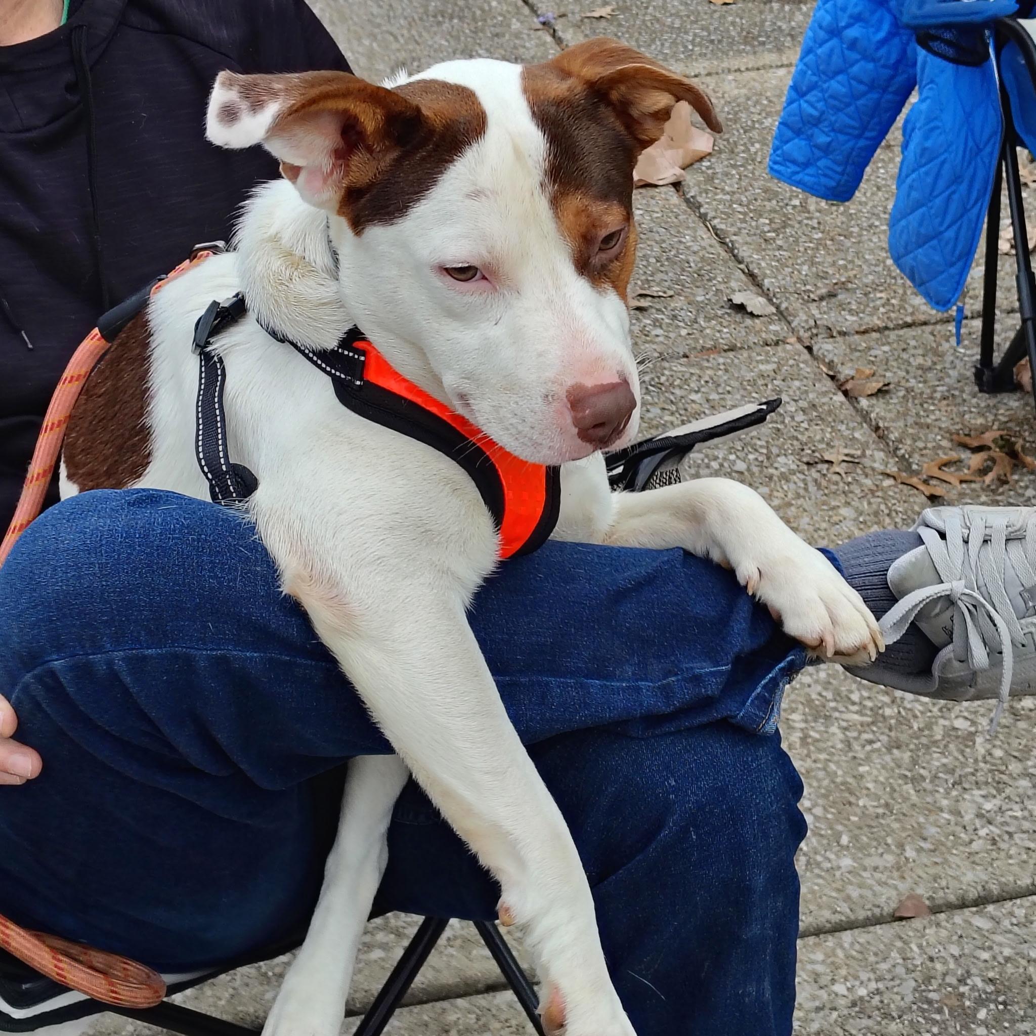 Enlarge Dexter, a Adoptable mixed breed in Evansville, IN image 1/1