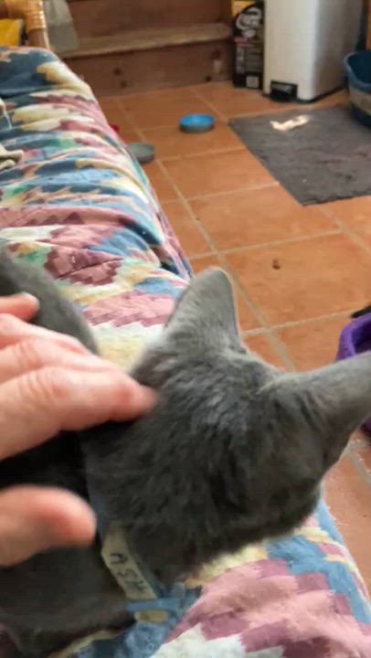 Enlarge Leaf Peepers, a Adoptable Domestic Short Hair in Corinth, NY video 3/3