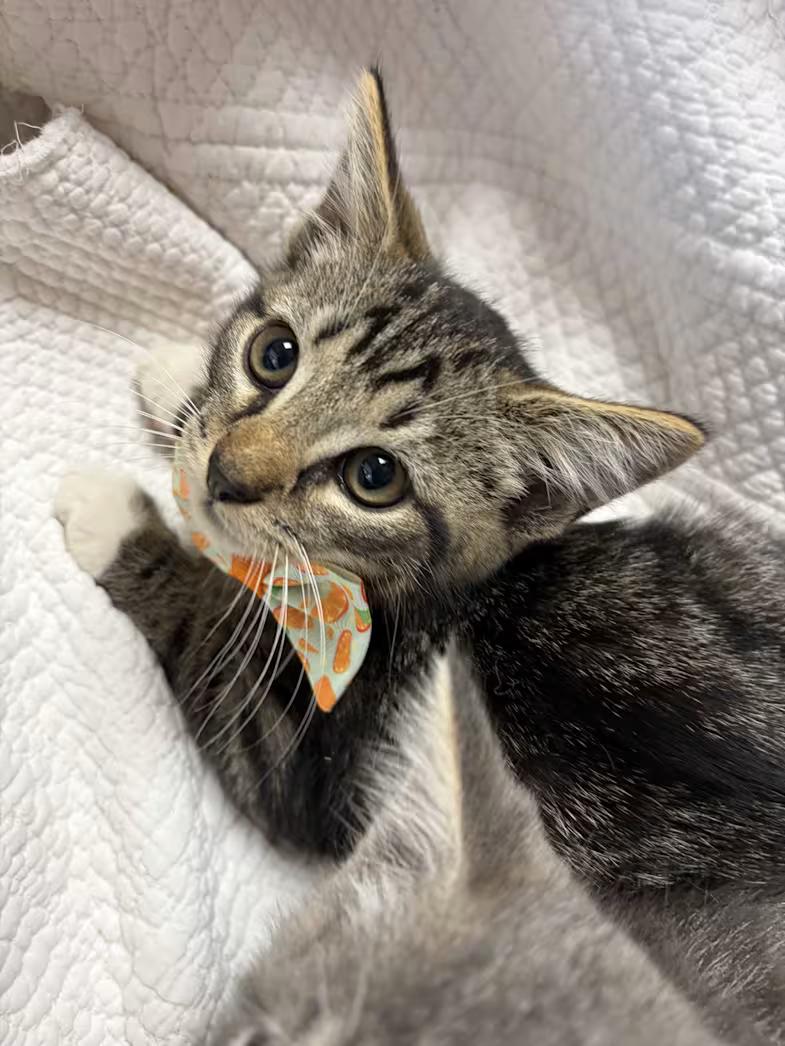 Ruckus, adopted, Kitten Male Domestic Short Hair & Tabby.