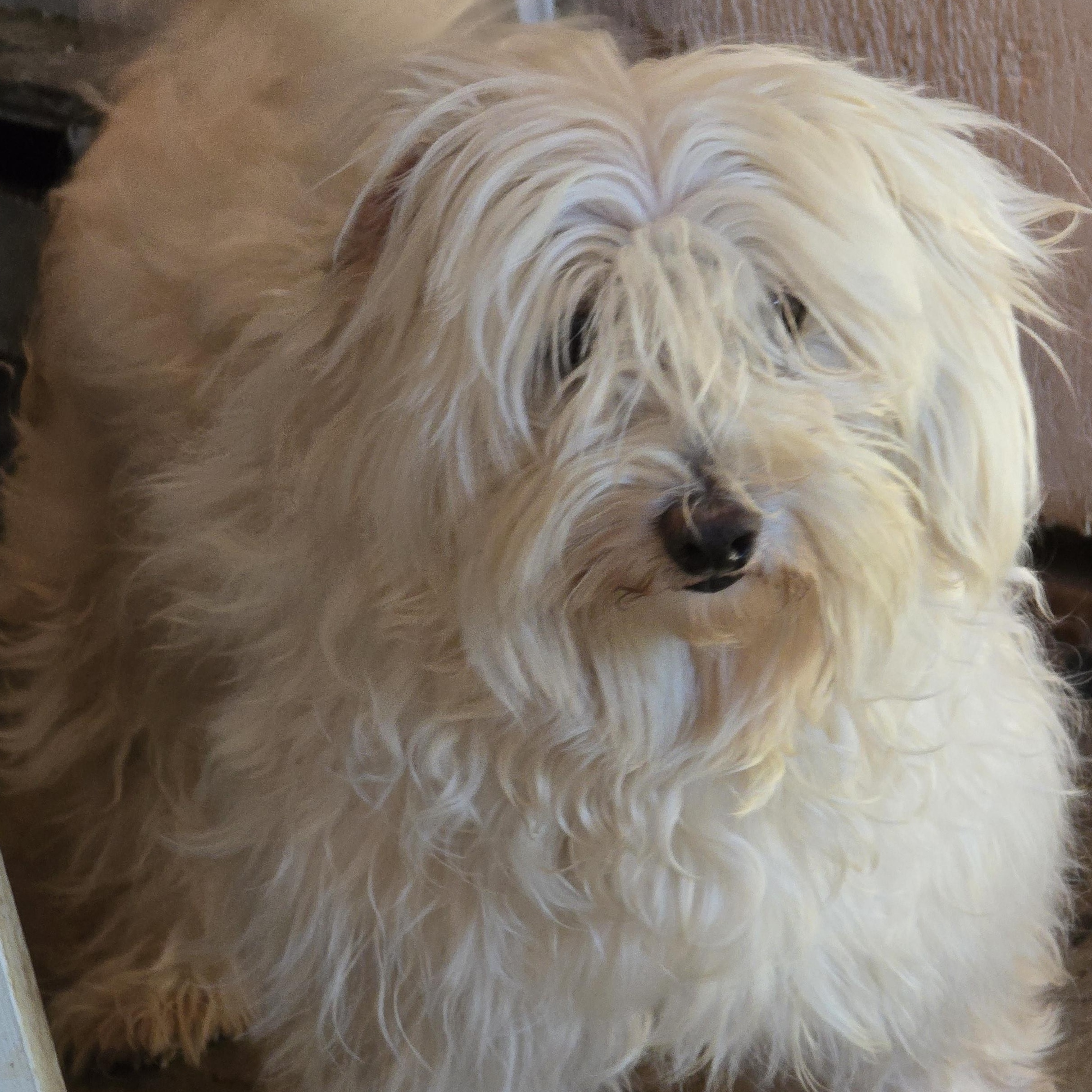 Candice, ADOPTABLE, Adult Female Maltese.