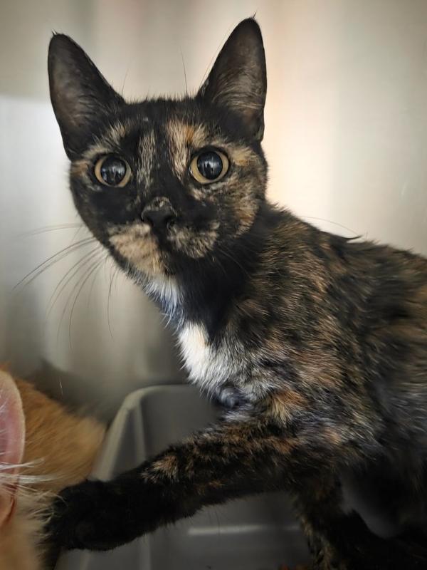 Jilly, Adoptable, Young Female Domestic Short Hair.