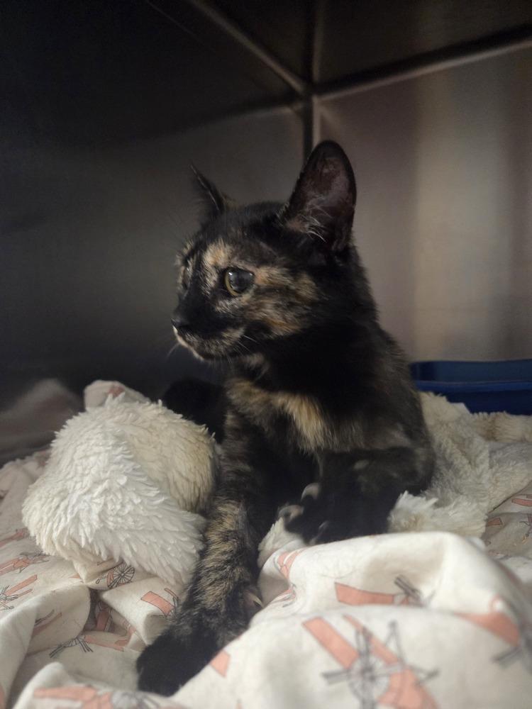 Enlarge Jilly, a Adoptable Domestic Short Hair in Salmon, ID image 2/3