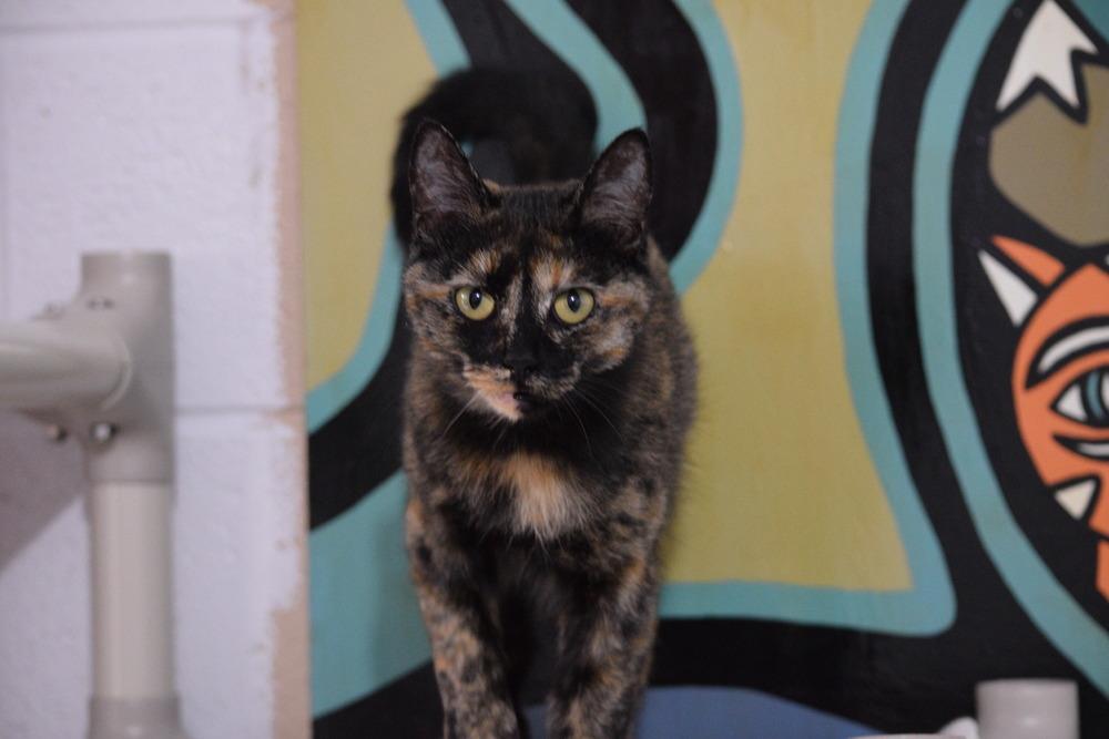 Enlarge Jilly, a Adoptable Domestic Short Hair in Salmon, ID image 3/5