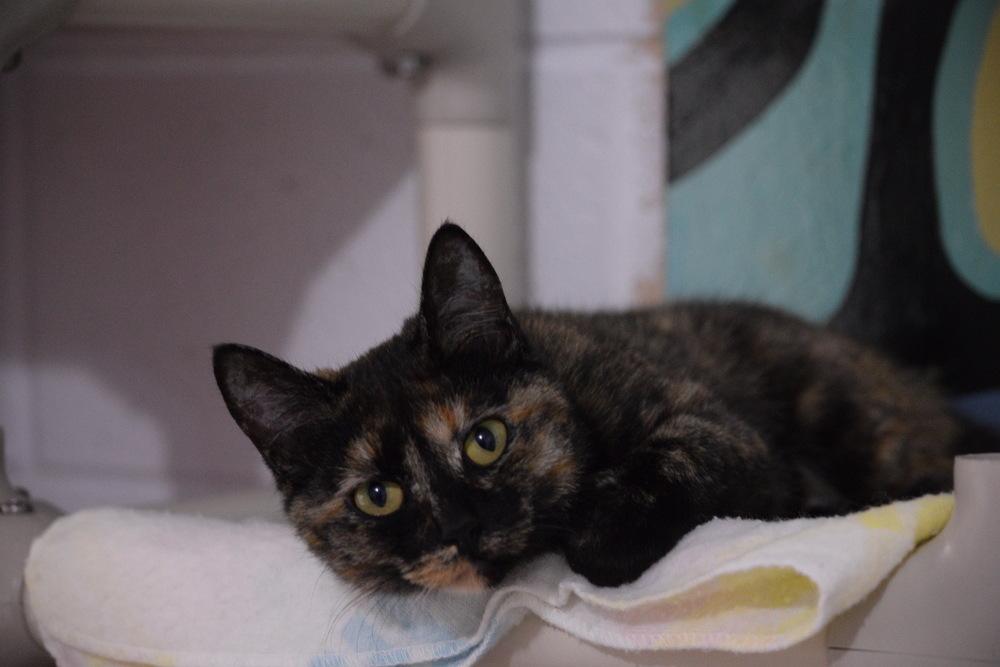 Enlarge Jilly, a Adoptable Domestic Short Hair in Salmon, ID image 4/5