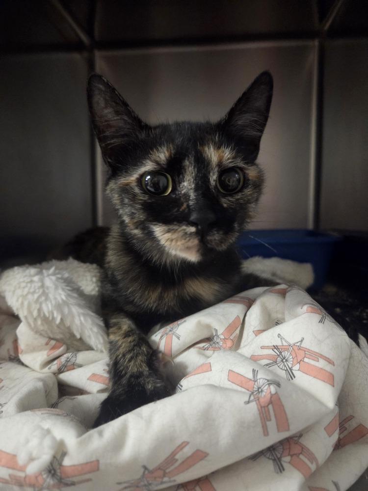 Enlarge Jilly, a Adoptable Domestic Short Hair in Salmon, ID image 3/3
