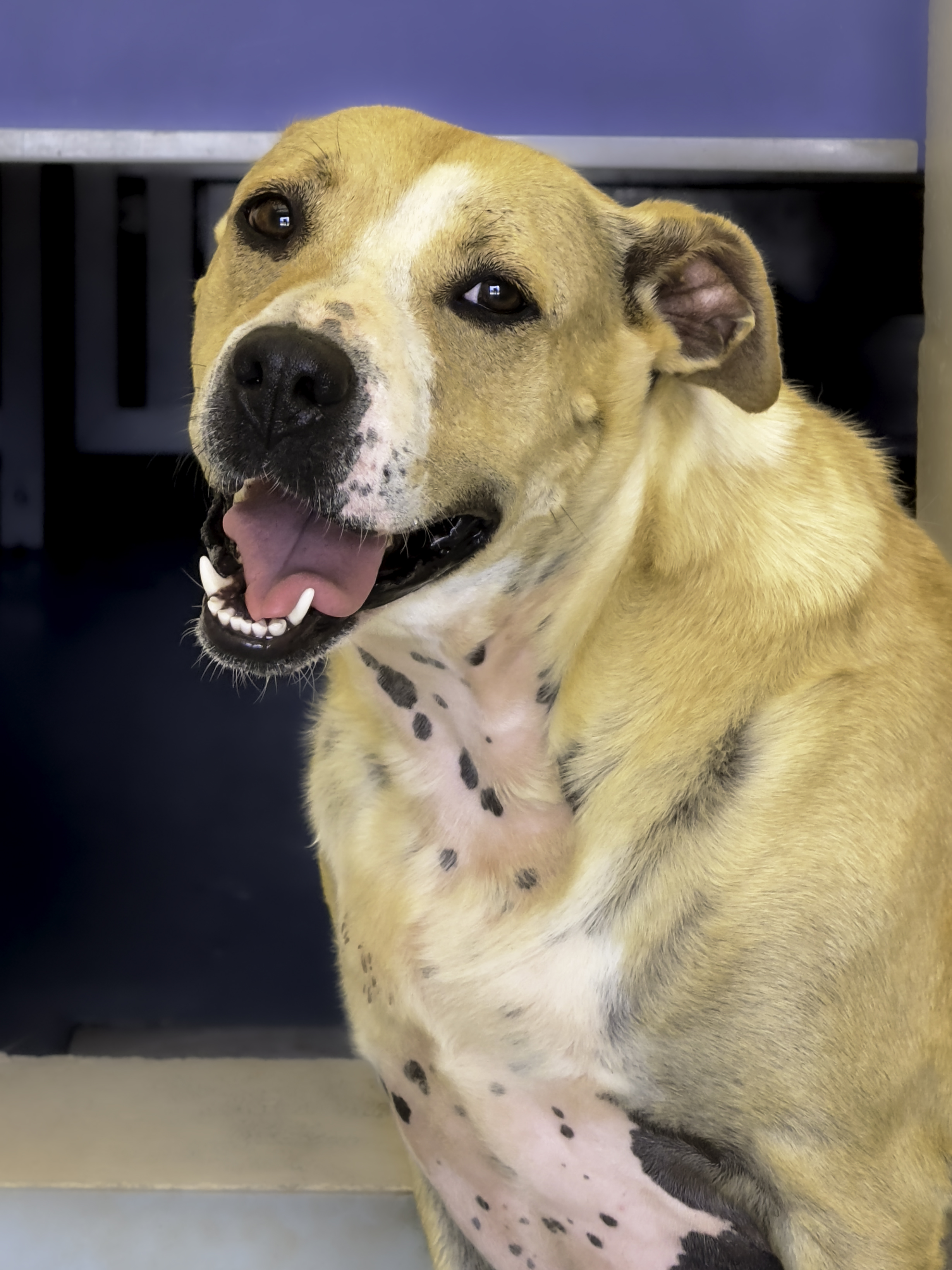 Kate, a Adoptable Hound in Nocona, TX image 1/4