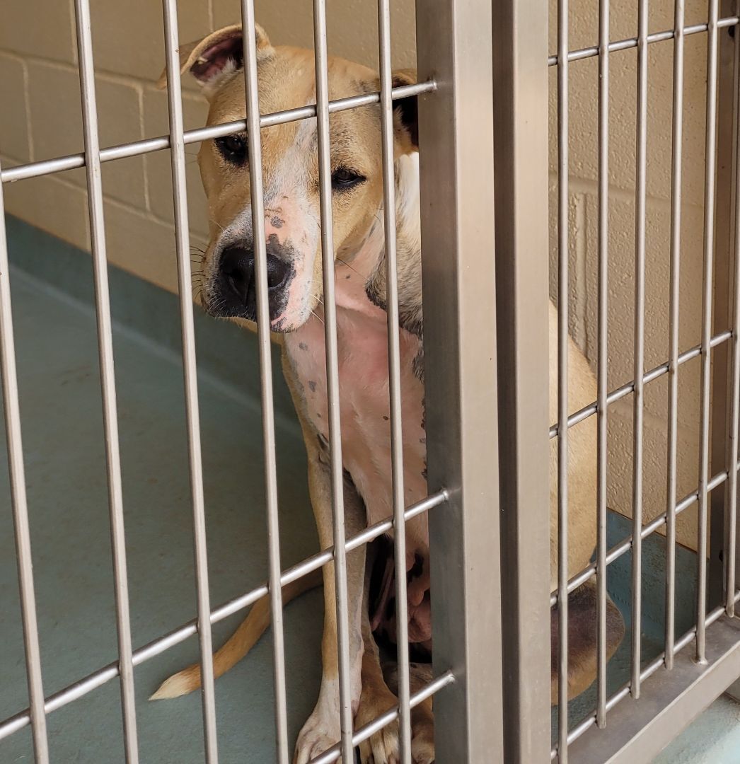 Kate, a Adoptable Hound in Nocona, TX image 2/3