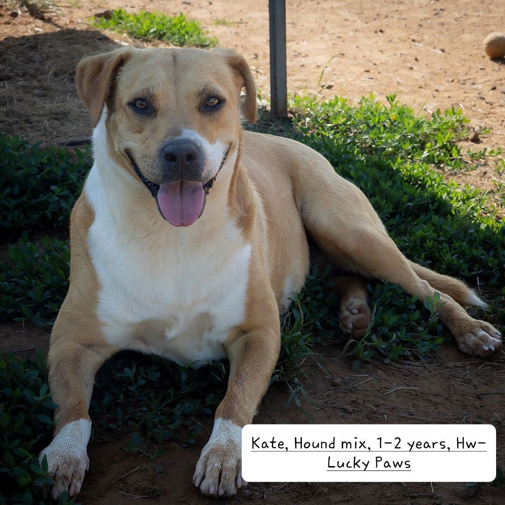 Kate, a Adoptable Hound in Nocona, TX image 4/4