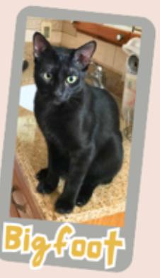 Bigfoot, Adoptable, Young Male Domestic Short Hair.