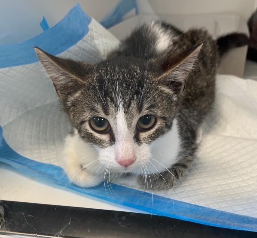 Chucky, Adoptable, Kitten Male Domestic Short Hair.