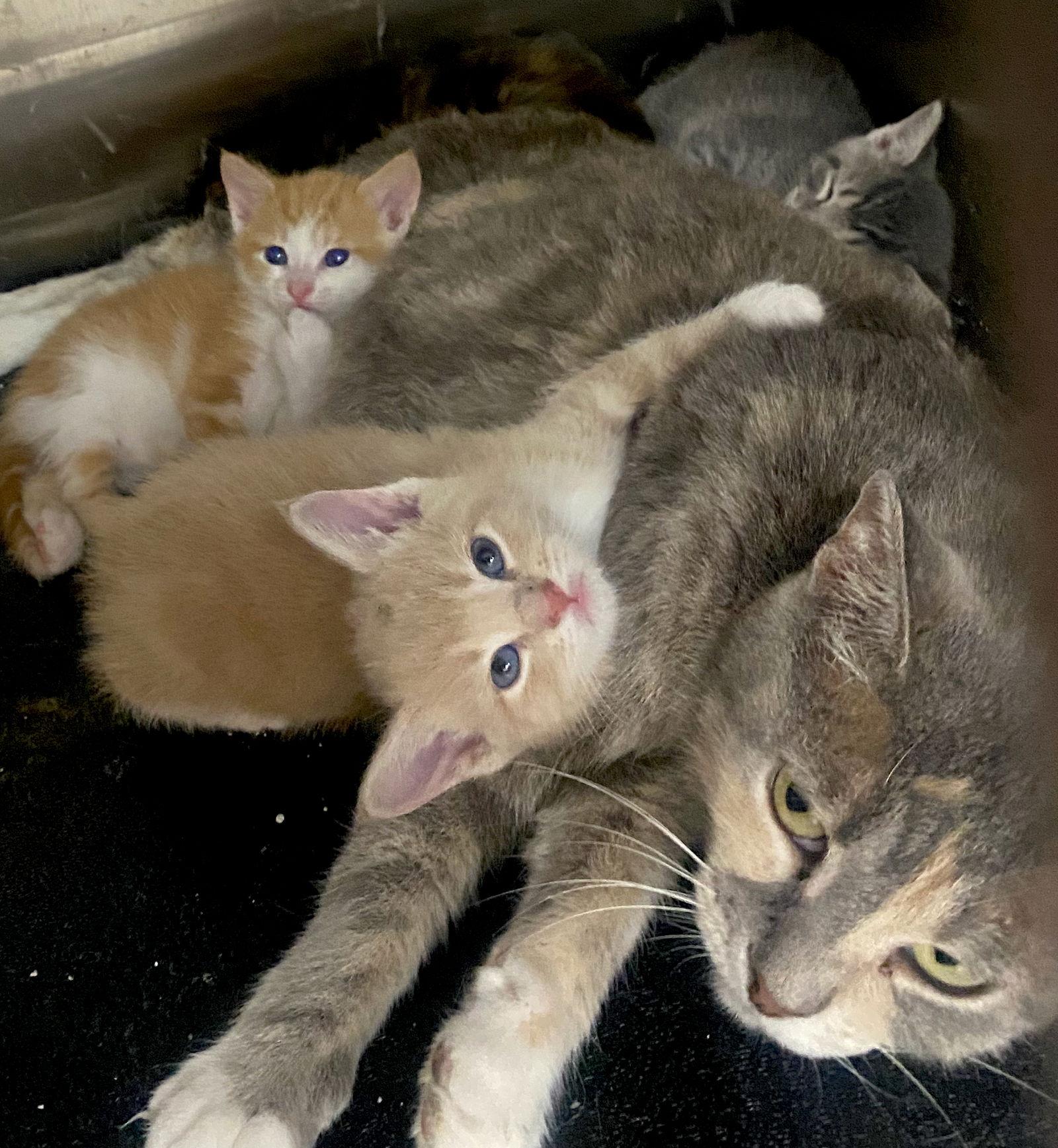 Enlarge CAT - NALA, a Adopted Domestic Short Hair in GILBERTS, IL image 1/2