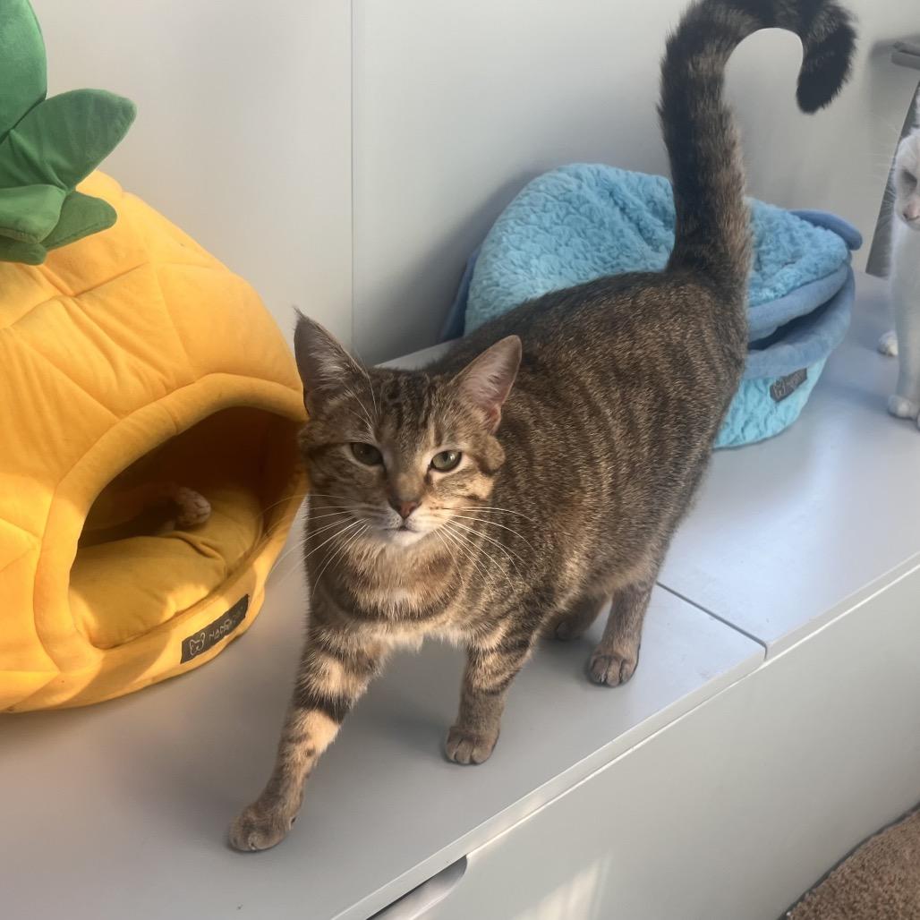 Fern, Adoptable, Young Female Domestic Short Hair.