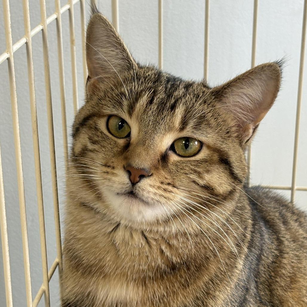 Enlarge Fern, a Adoptable Domestic Short Hair in Georgetown, KY image 2/5