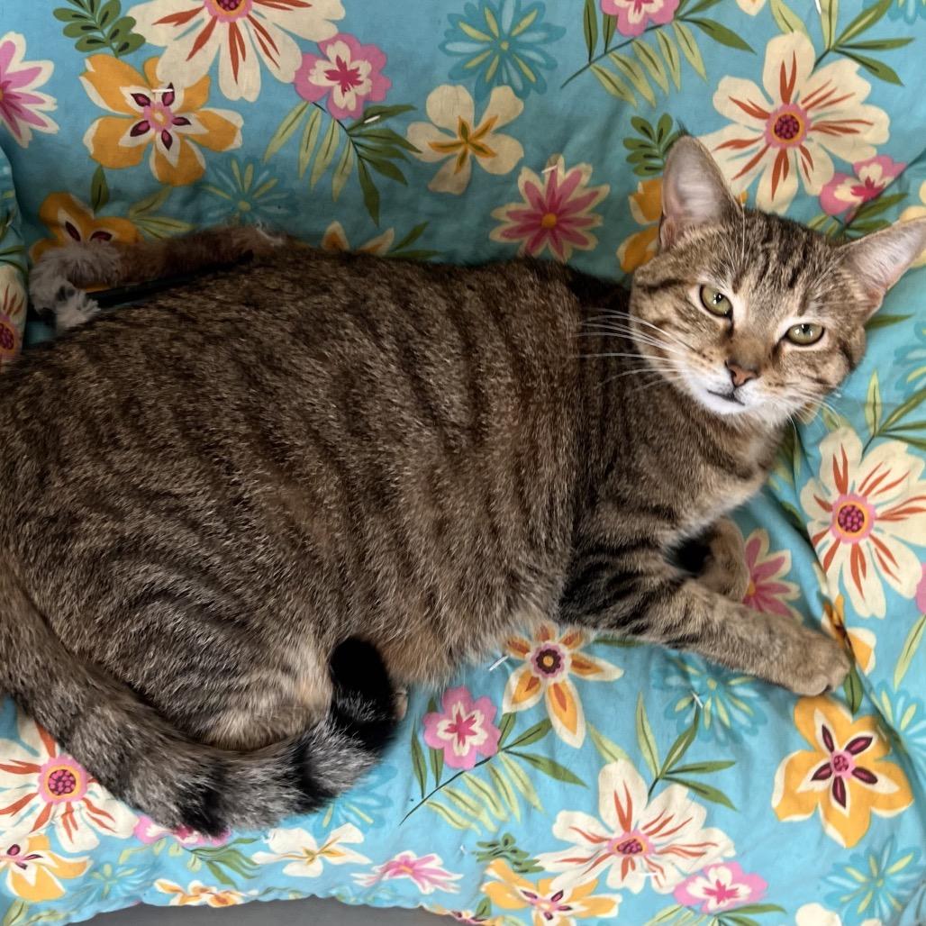 Enlarge Fern, a Adoptable Domestic Short Hair in Georgetown, KY image 4/5