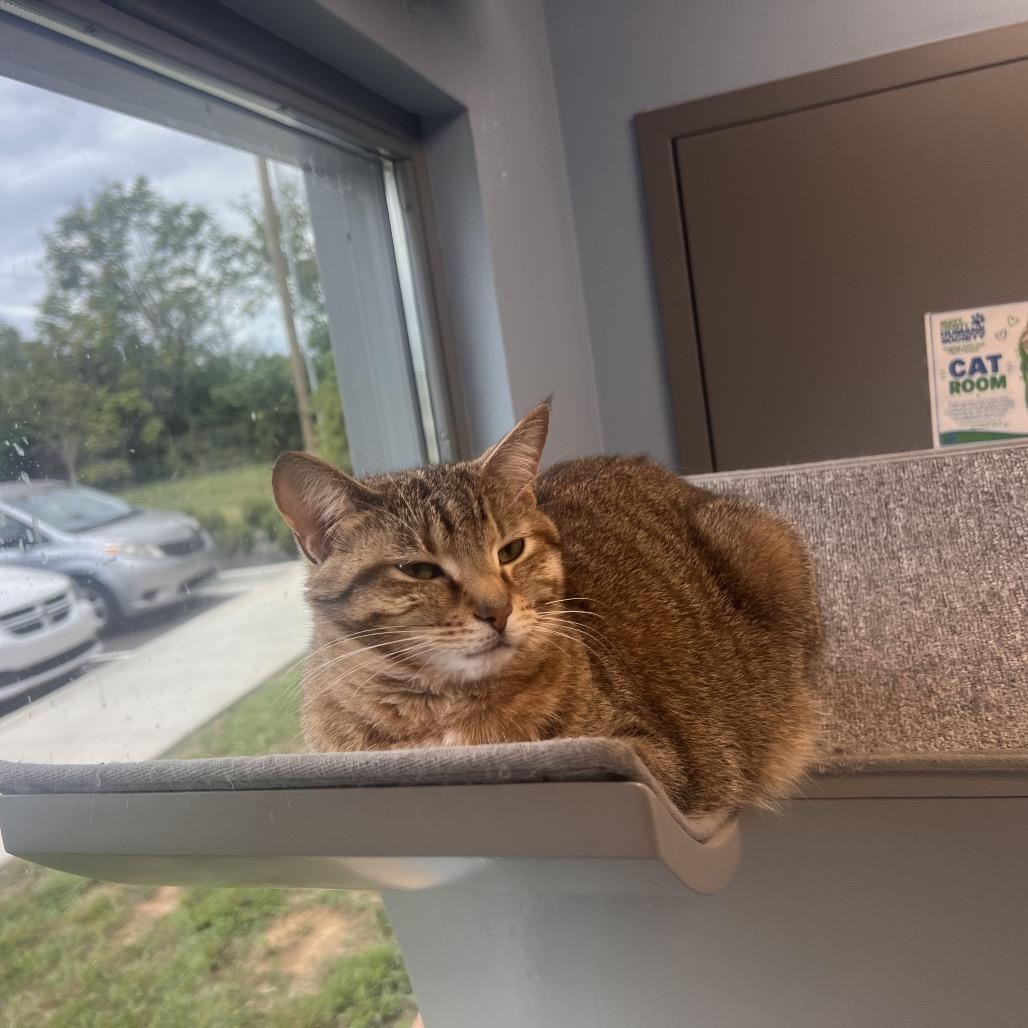 Enlarge Fern, a Adoptable Domestic Short Hair in Georgetown, KY image 5/5