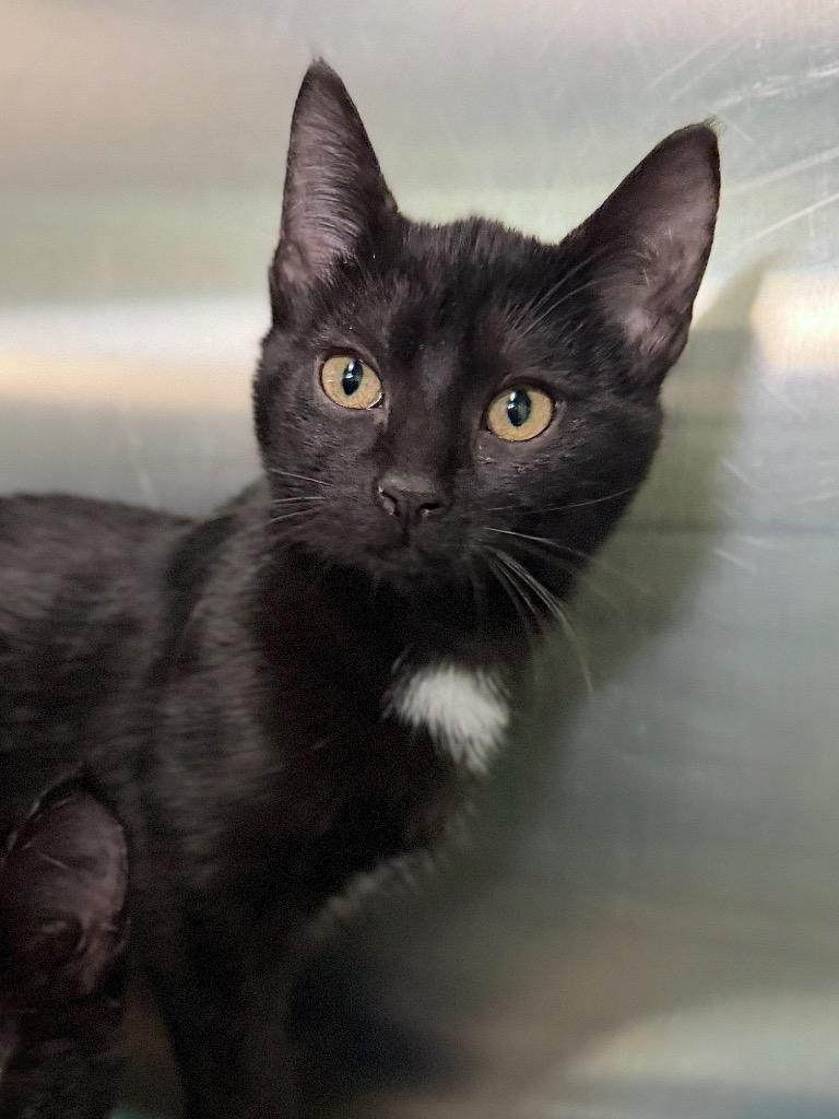 Elina, Adoptable, Kitten Female Domestic Short Hair.