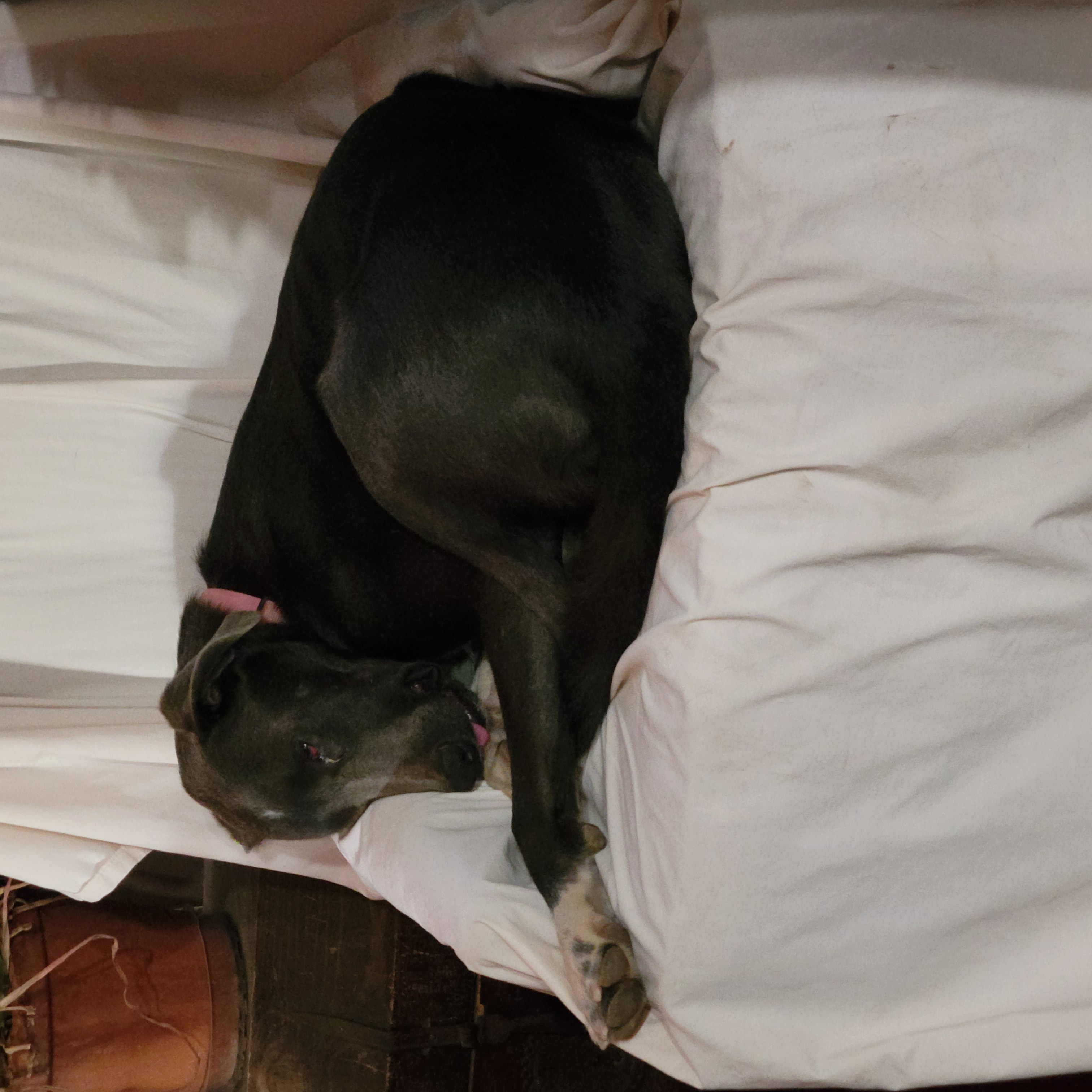 Lightning McQueen, a Adoptable mixed breed in Temecula, CA image 1/3