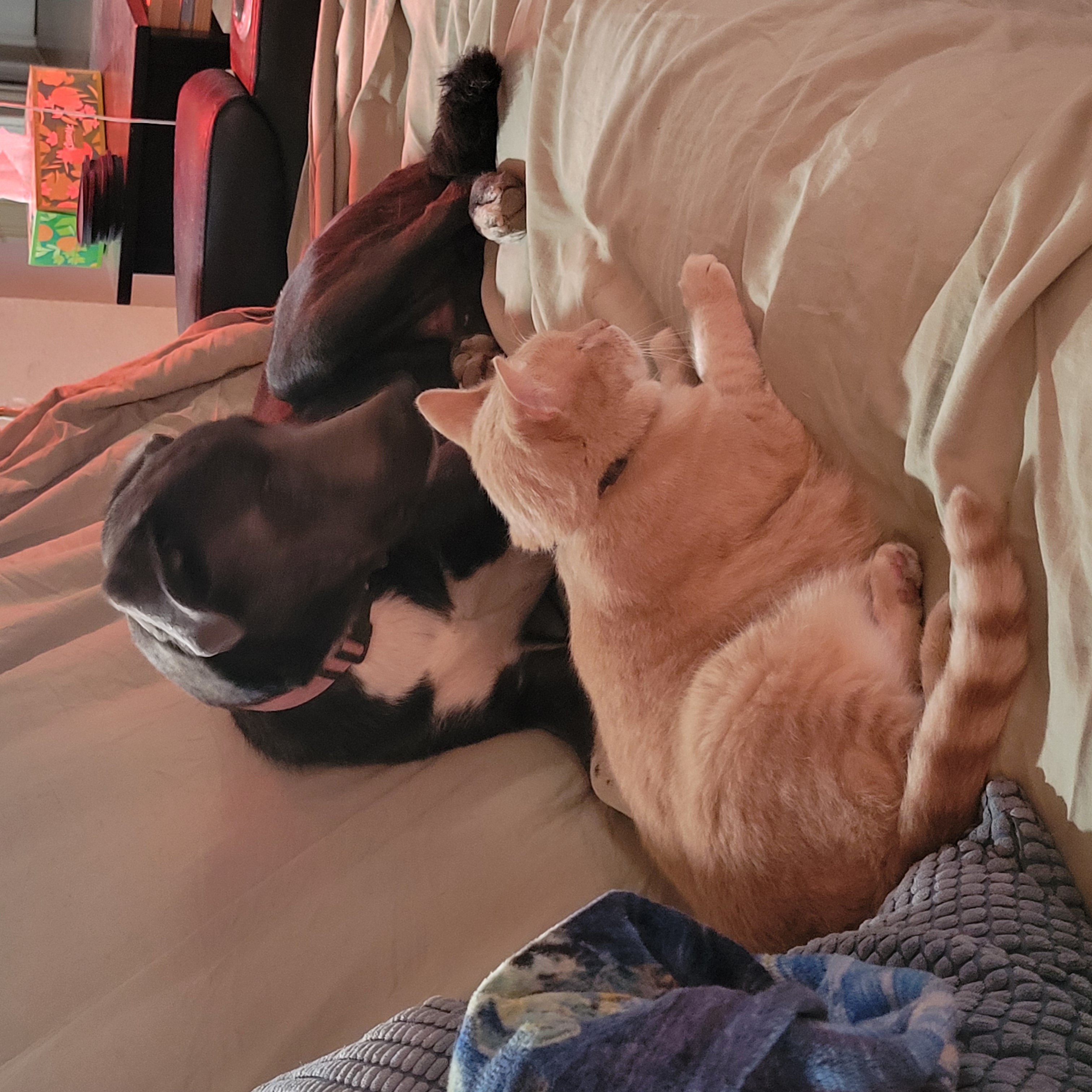 Lightning McQueen, a Adoptable mixed breed in Temecula, CA image 2/3