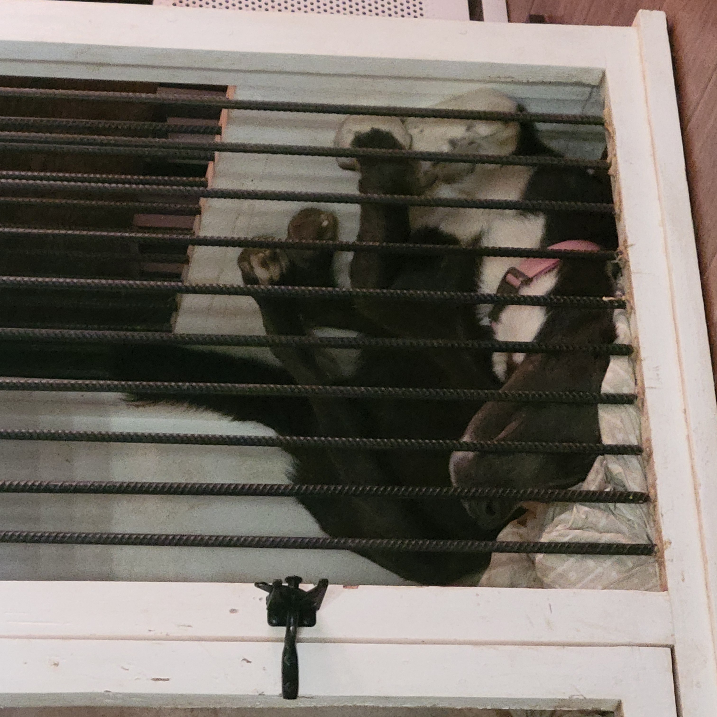 Lightning McQueen, a Adoptable mixed breed in Temecula, CA image 3/3