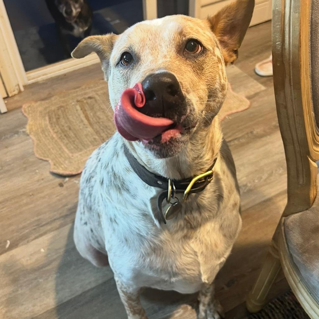 Enlarge Bleu, a Adoptable mixed breed in San Diego, CA image 3/6