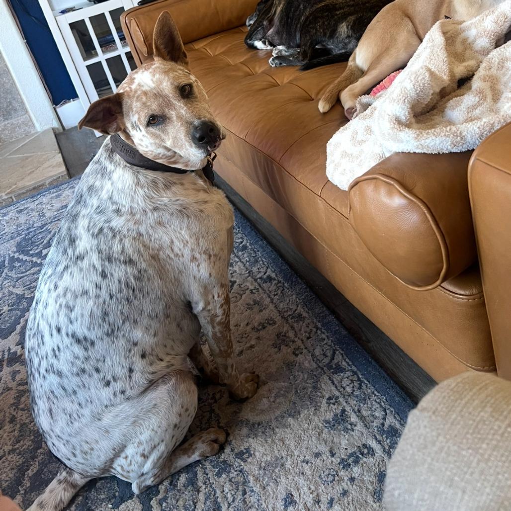 Enlarge Bleu, a Adoptable mixed breed in San Diego, CA image 4/6