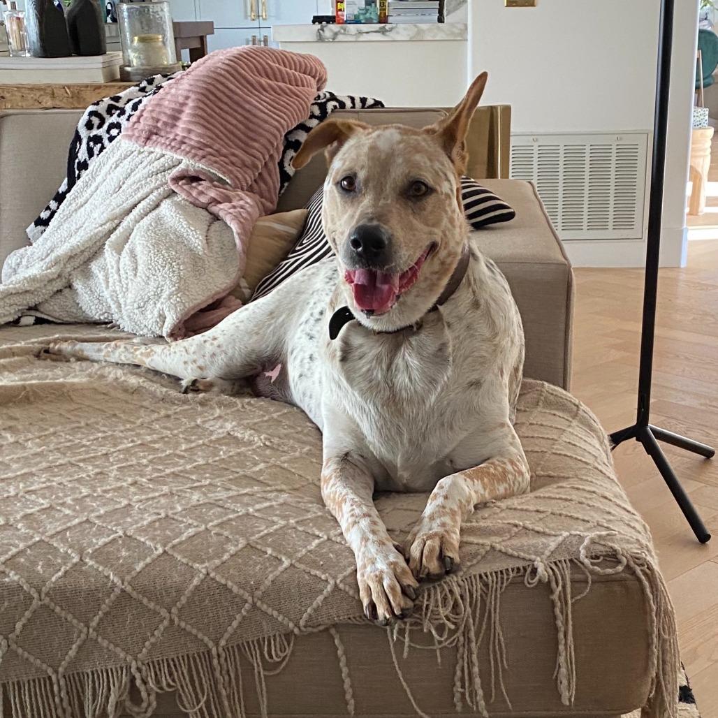 Enlarge Bleu, a Adoptable mixed breed in San Diego, CA image 5/6