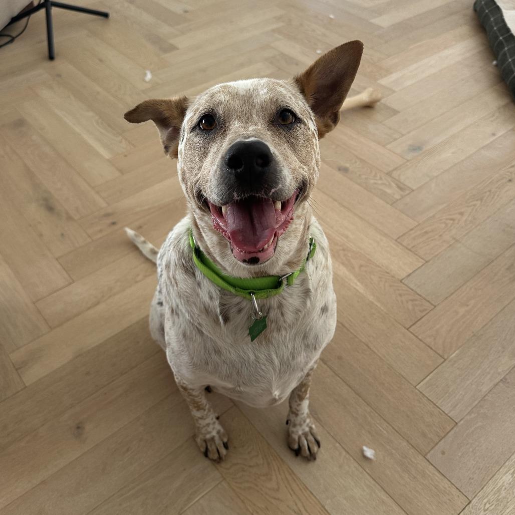 Enlarge Bleu, a Adoptable mixed breed in San Diego, CA image 6/6
