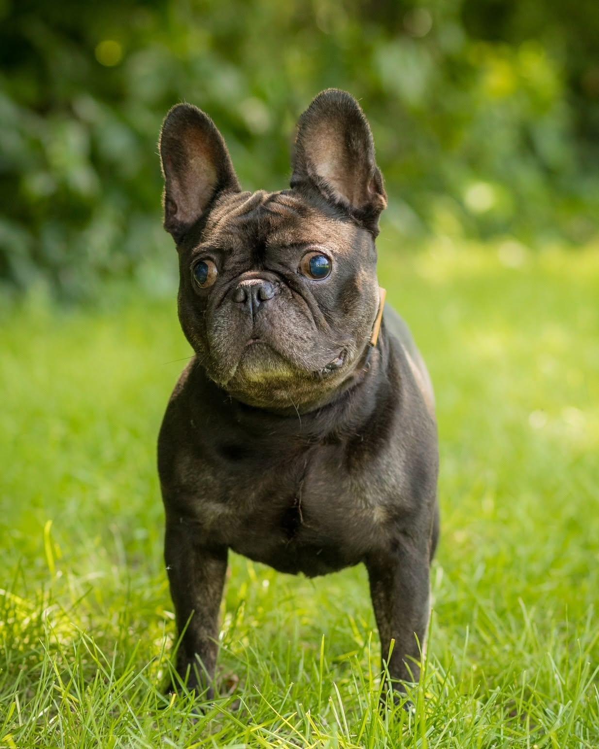 TAURUS (0759), adopted, Adult Male French Bulldog.