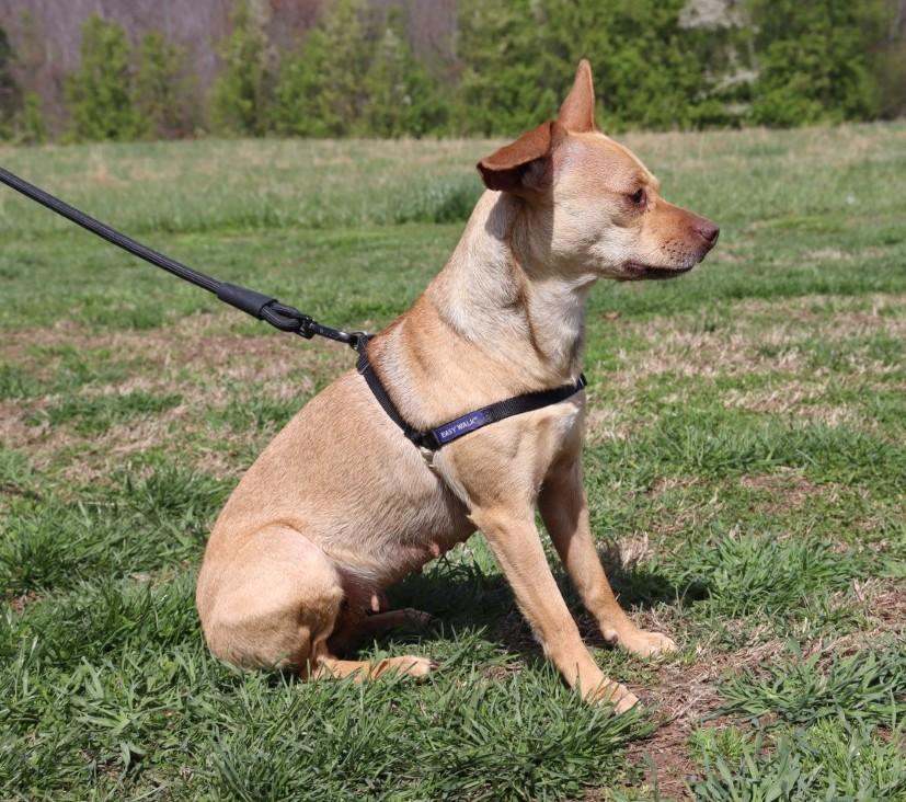 Enlarge Bambi, an adopted Chihuahua in Suffern, NY image 5/6