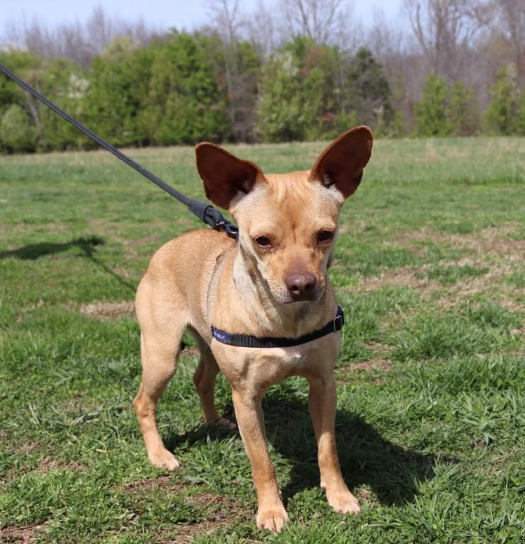 Enlarge Bambi, an adopted Chihuahua in Suffern, NY image 1/6