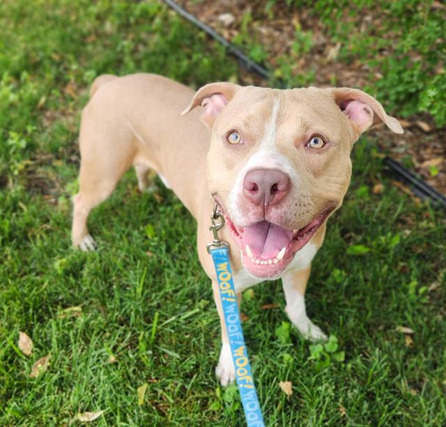 Enlarge KOWALSKI, a Adoptable Pit Bull Terrier in Minneapolis, MN image 1/1