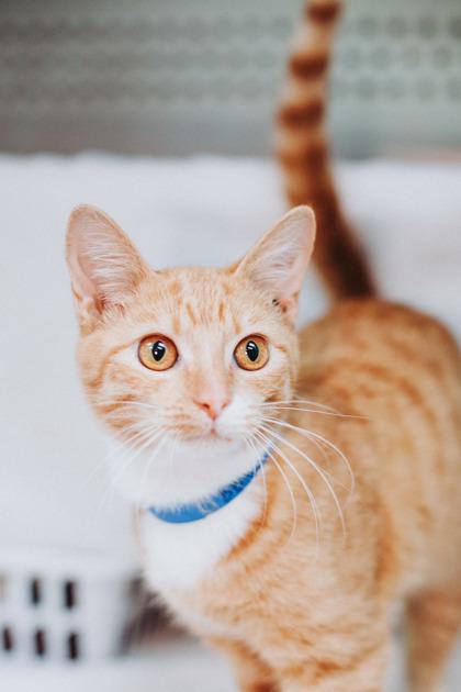 88965a Callipygian- Pounce Cat Cafe, Adoptable, Adult Male Domestic Short Hair & Domestic Short Hair.