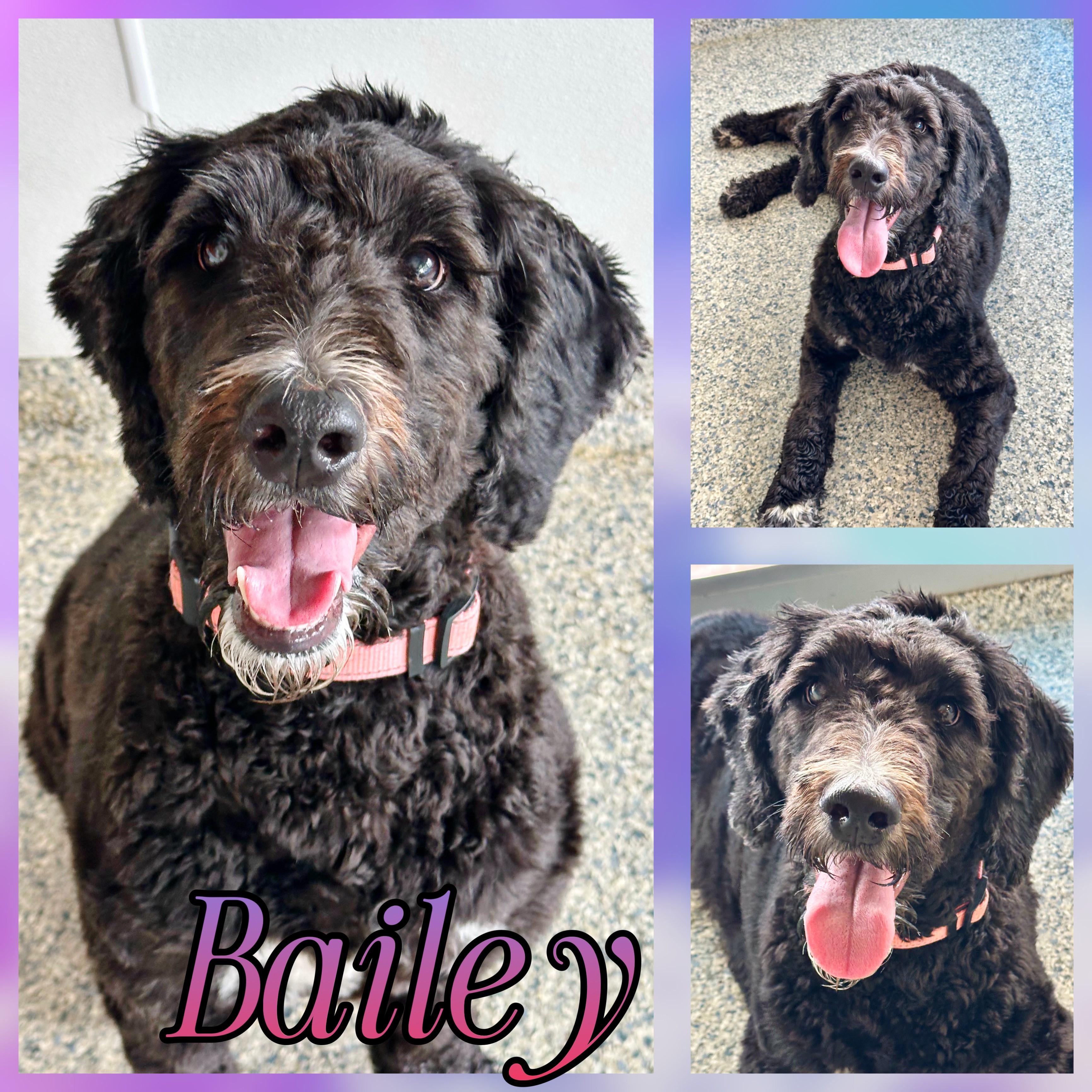 Bailey photo 1
