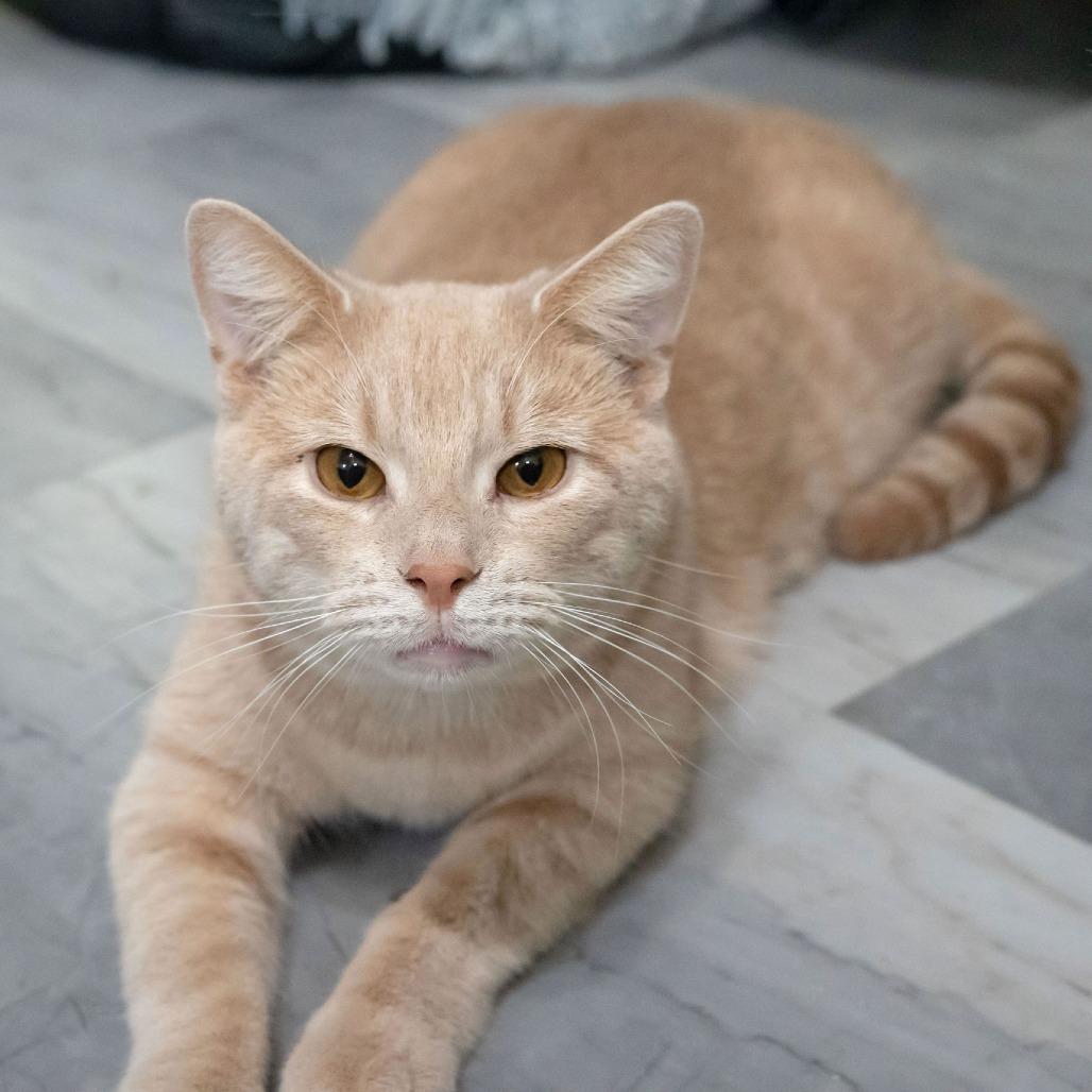 Aries, a Adoptable Domestic Short Hair in McKean, PA image 1/6