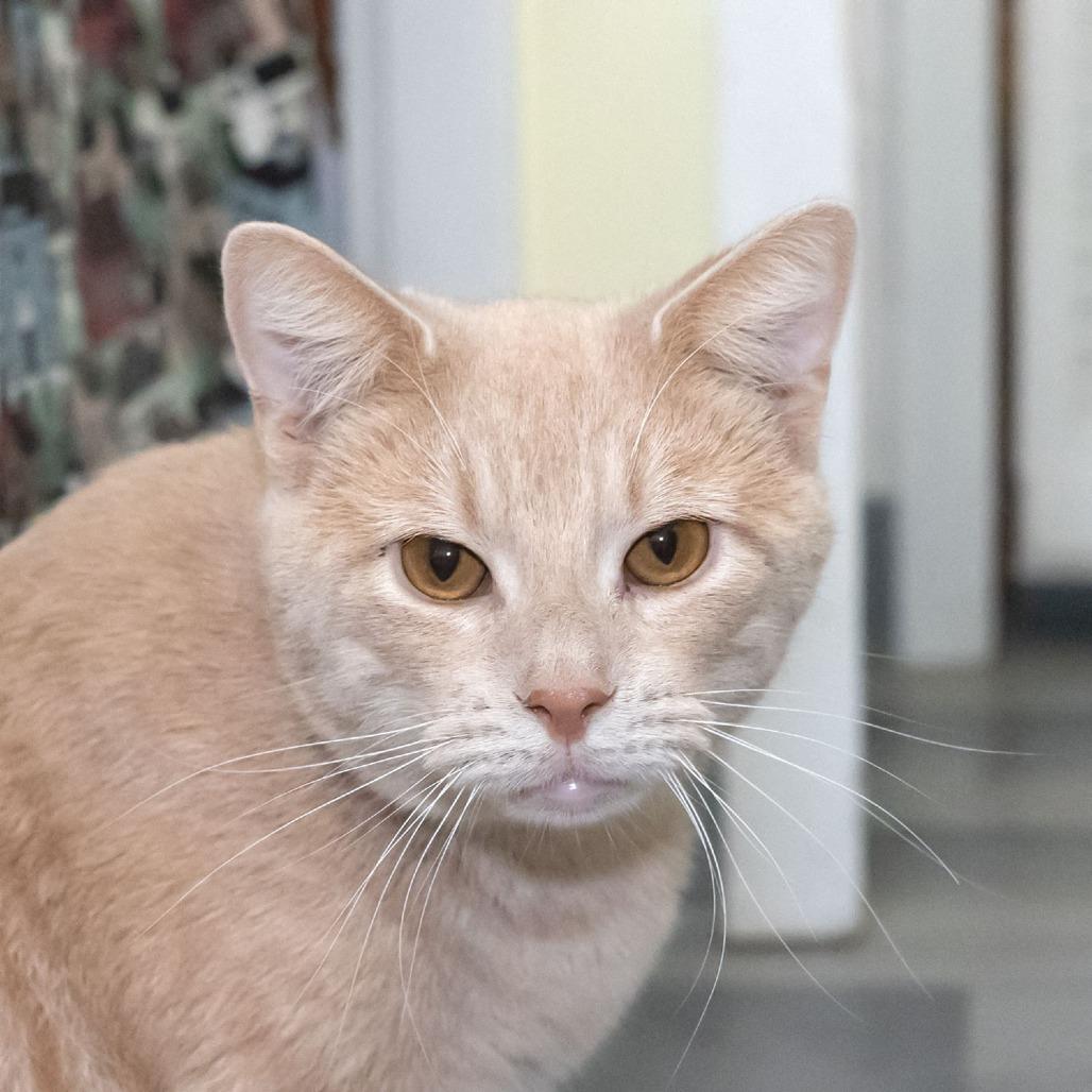 Aries, a Adoptable Domestic Short Hair in McKean, PA image 2/6