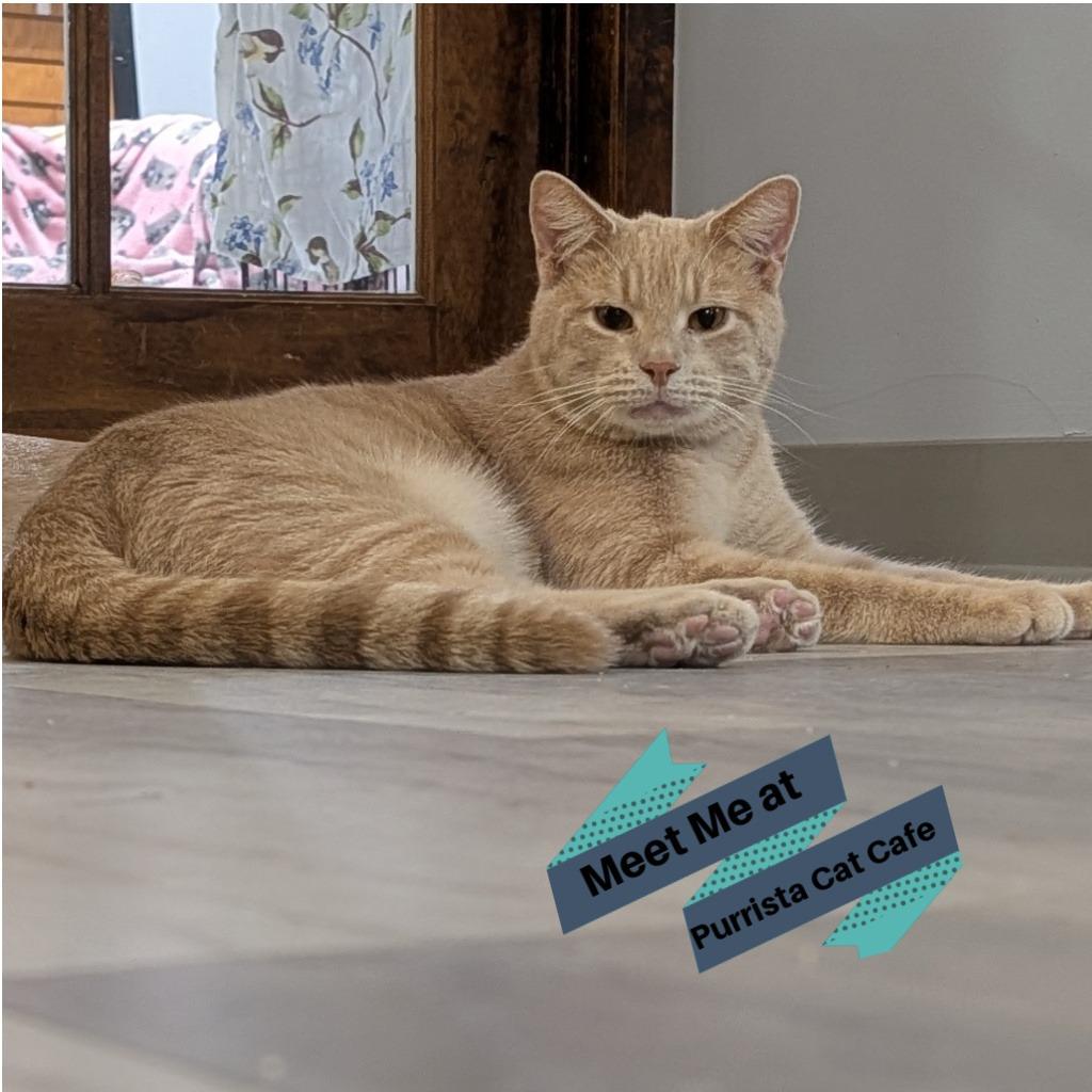 Aries, a Adoptable Domestic Short Hair in McKean, PA image 3/6