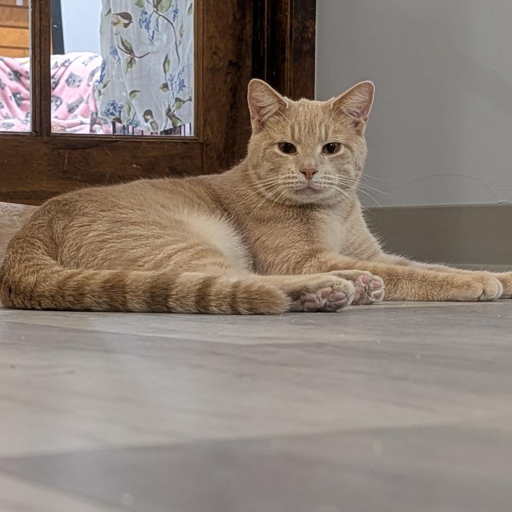 Aries, a Adoptable Domestic Short Hair in McKean, PA image 3/6