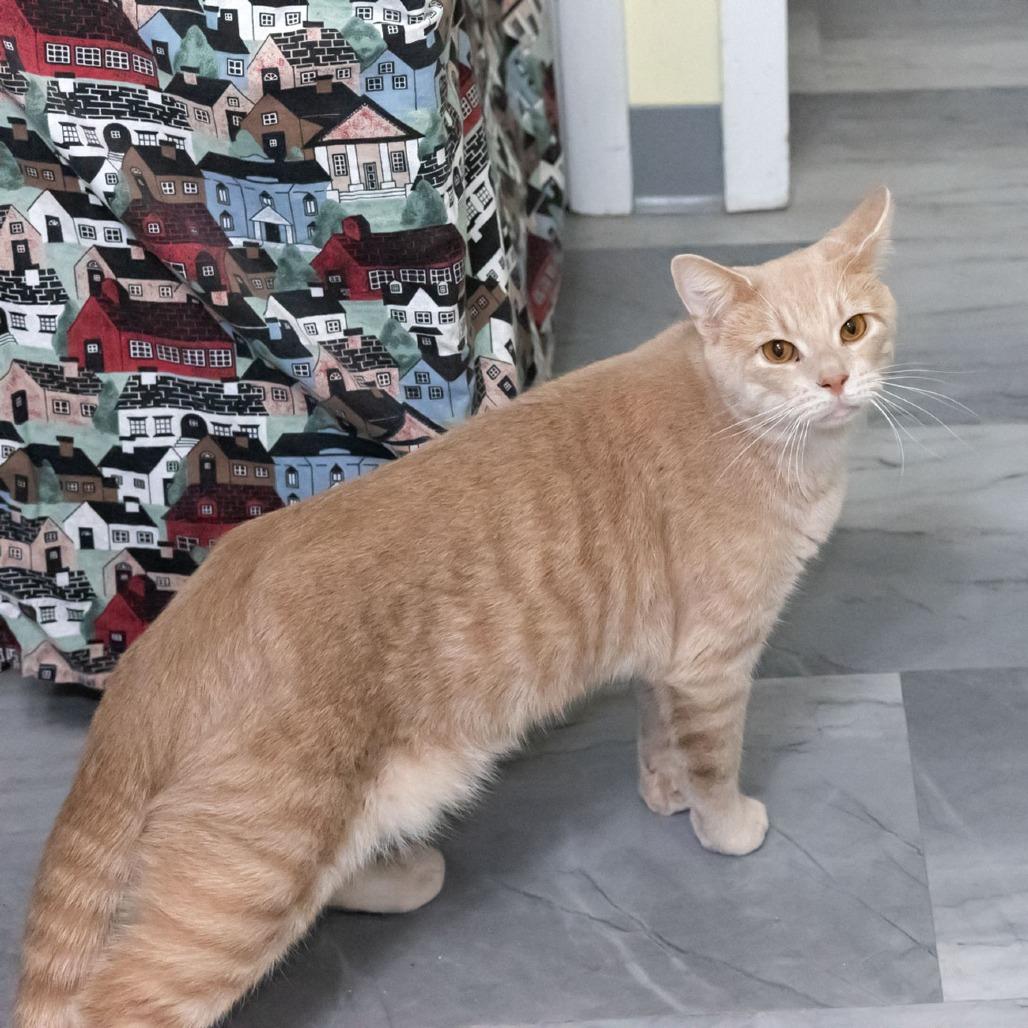 Aries, a Adoptable Domestic Short Hair in McKean, PA image 4/6