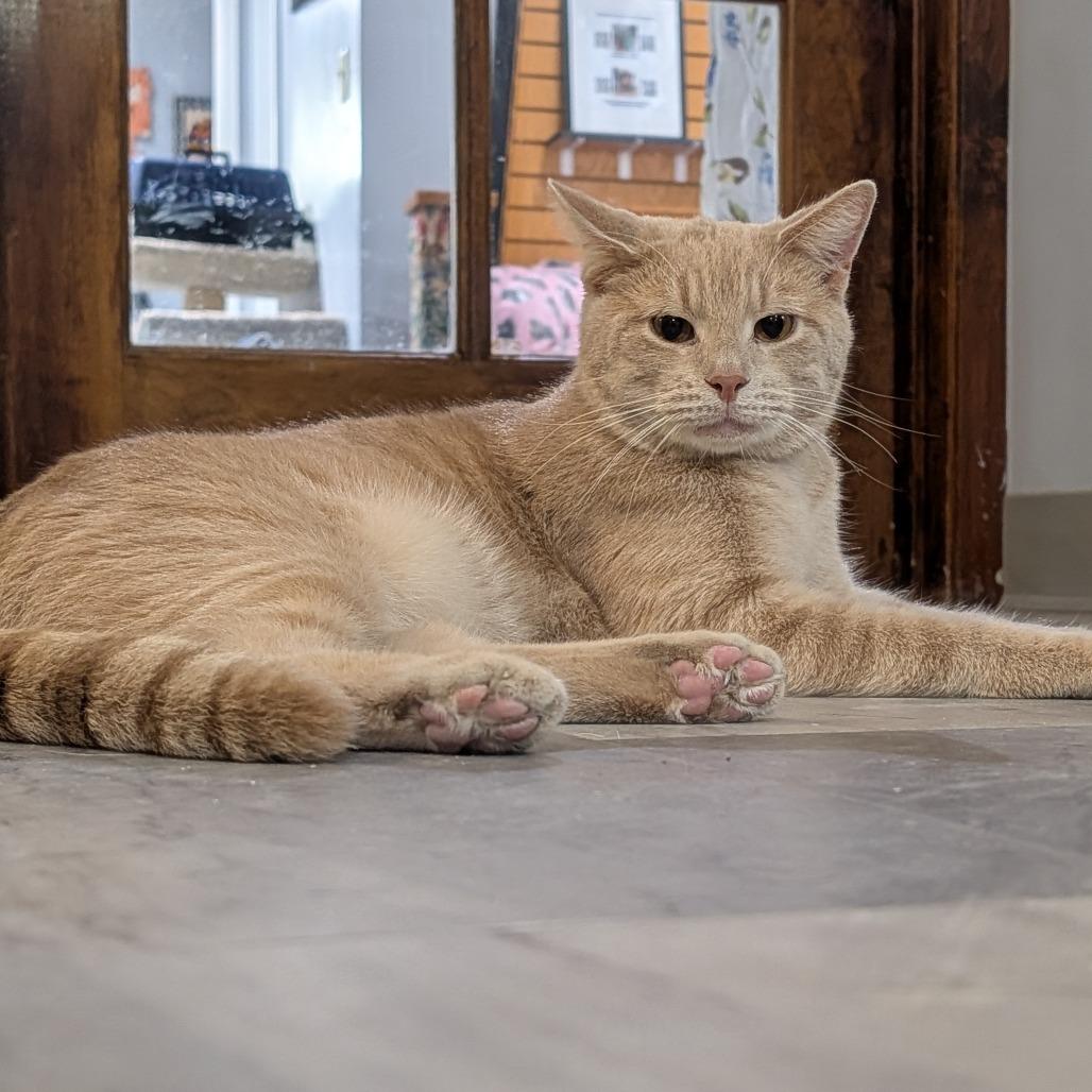 Aries, a Adoptable Domestic Short Hair in McKean, PA image 5/6