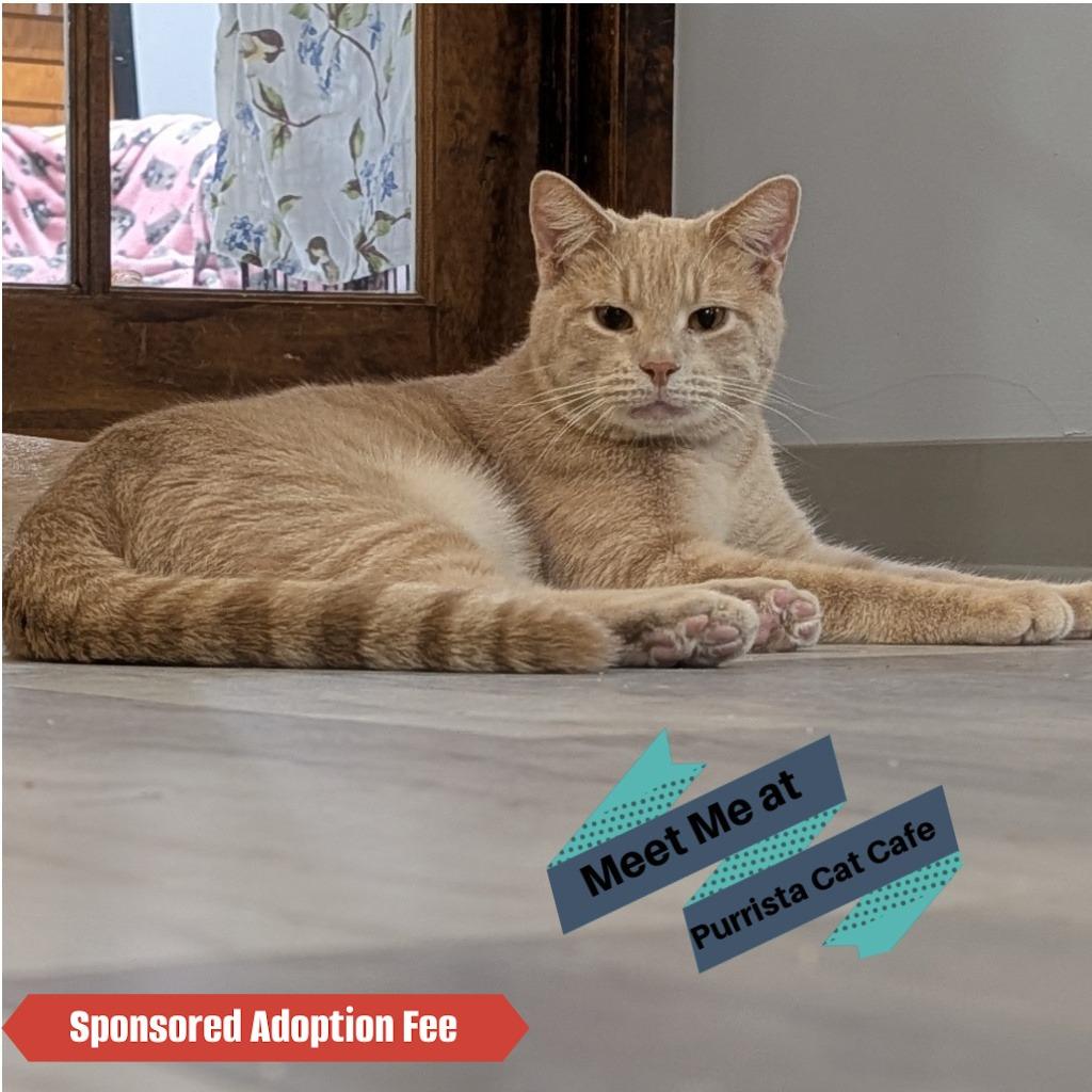 Aries, a Adoptable Domestic Short Hair in McKean, PA image 5/6