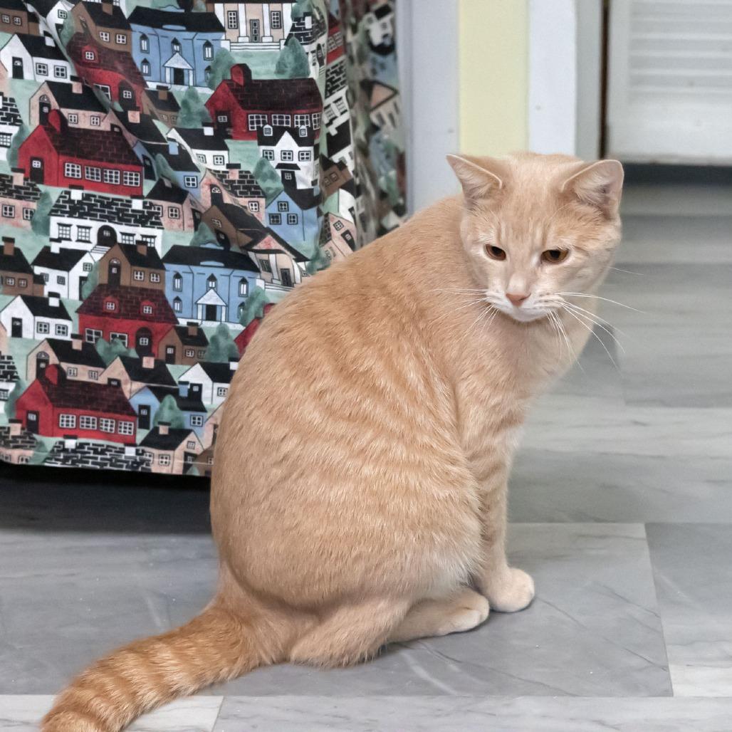 Aries, a Adoptable Domestic Short Hair in McKean, PA image 6/6