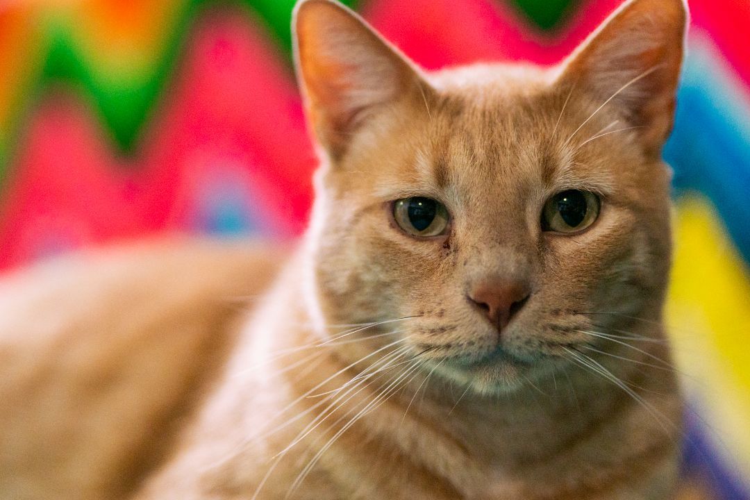 Carlos, a Adoptable Domestic Short Hair in St. George, UT image 1/6