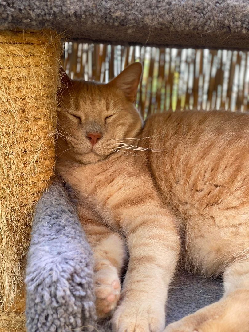 Carlos, a Adoptable Domestic Short Hair in St. George, UT image 2/6