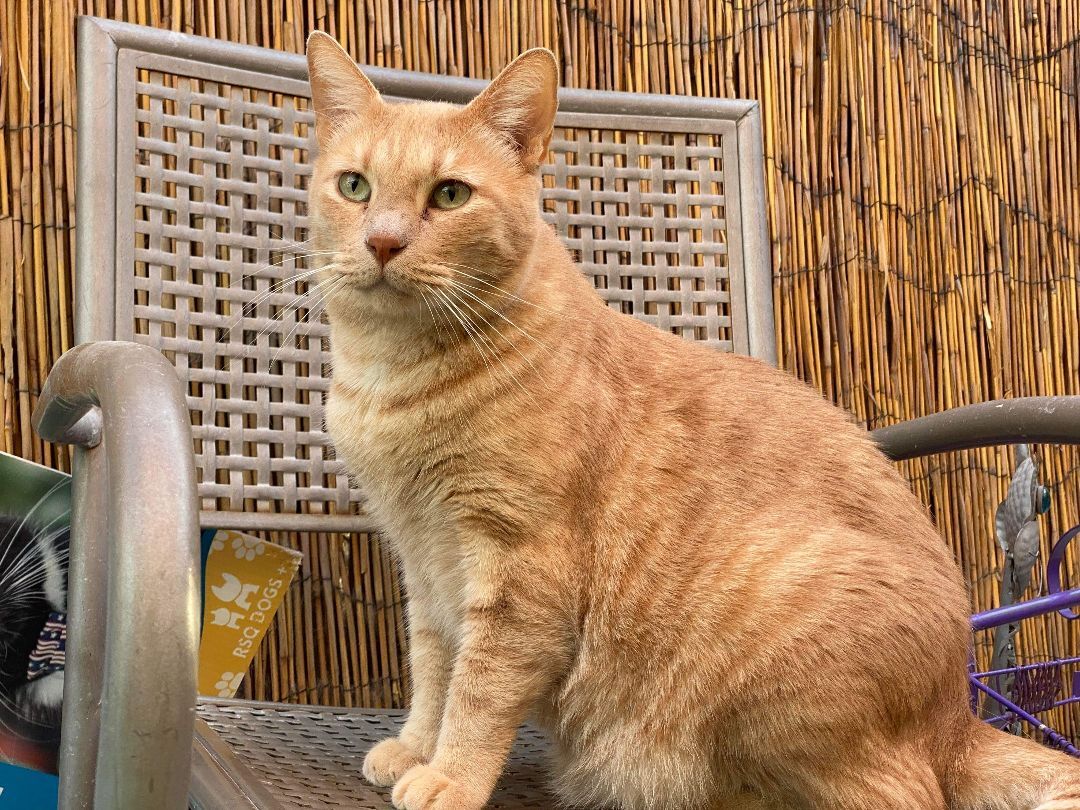 Carlos, a Adoptable Domestic Short Hair in St. George, UT image 3/6