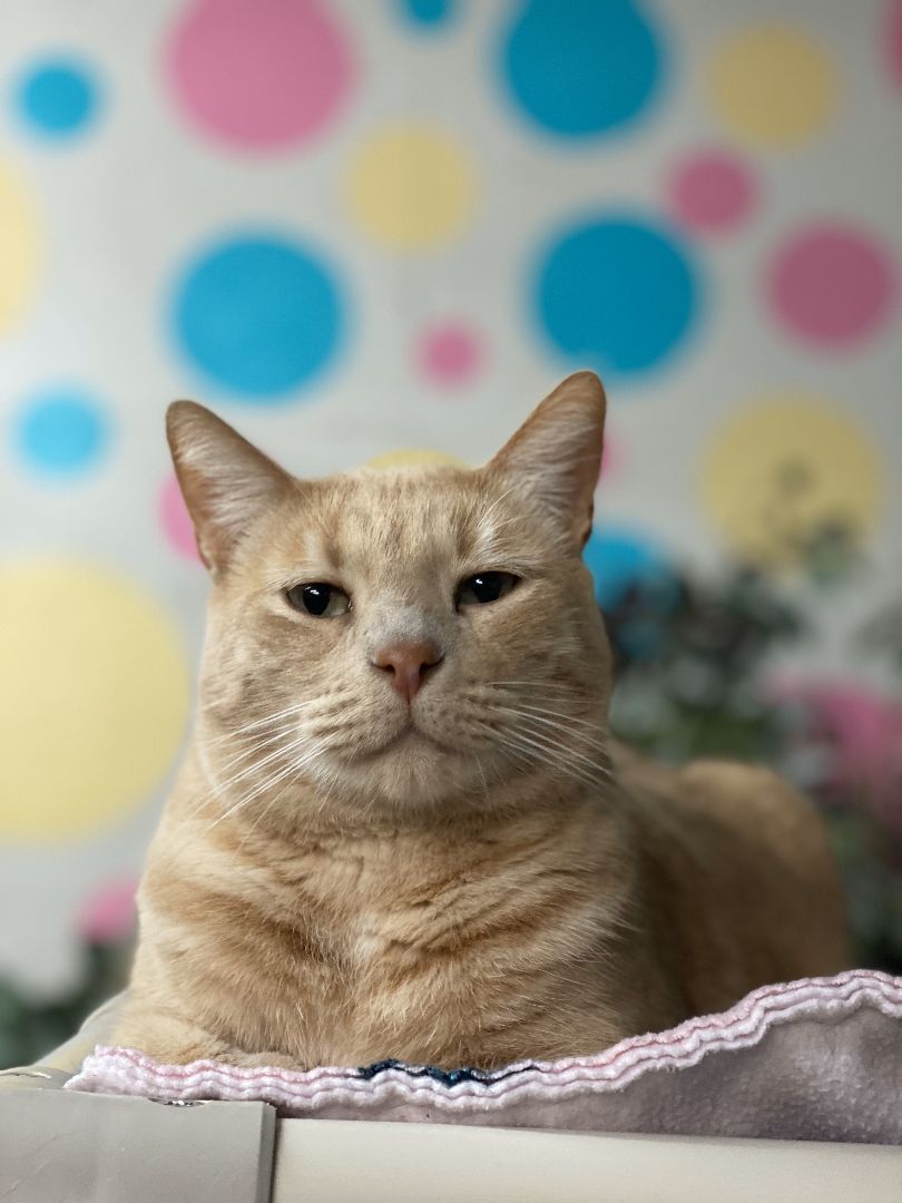 Carlos, a Adoptable Domestic Short Hair in St. George, UT image 4/6