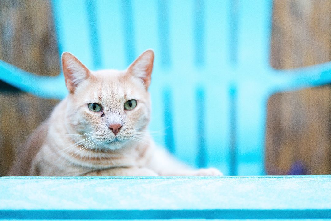 Carlos, a Adoptable Domestic Short Hair in St. George, UT image 5/6