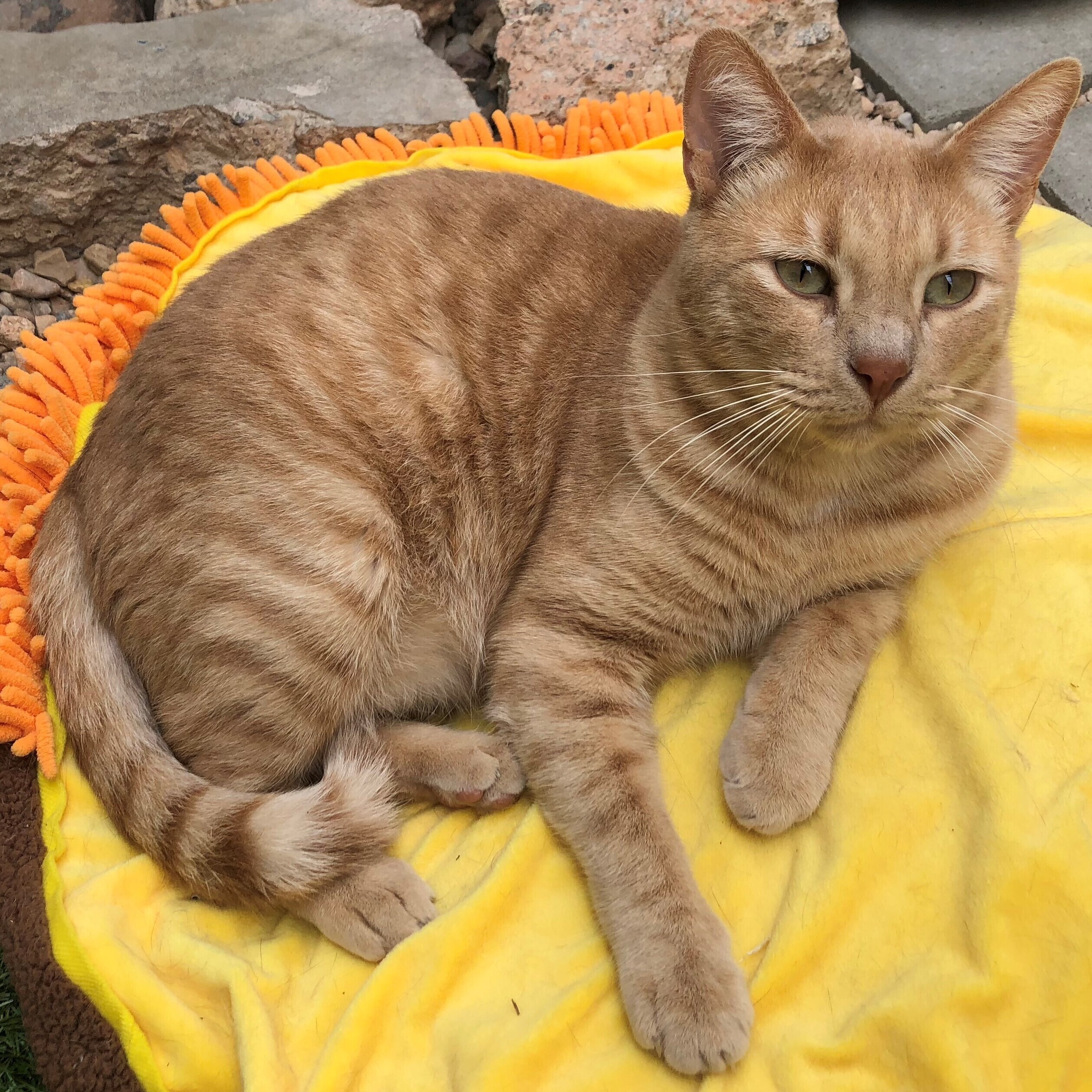 Carlos, a Adoptable Domestic Short Hair in St. George, UT image 6/6