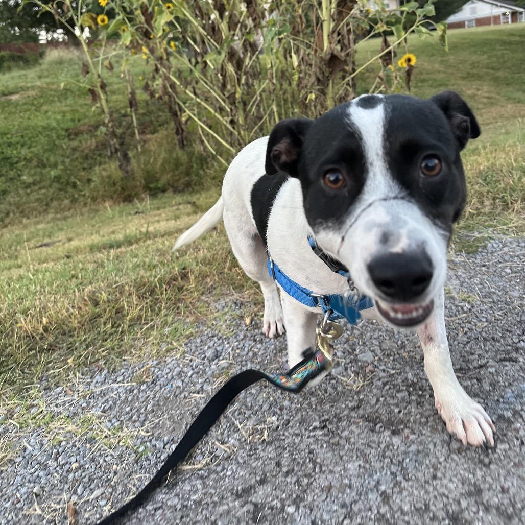 Murphy, Adoptable, Adult Male Jack Russell Terrier & Mixed Breed.